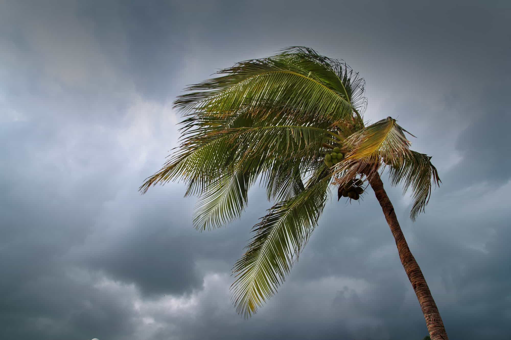 A lone palm tree swaying in the wind against a stormy sky with dark clouds overlooks a solitary boat near Miami.